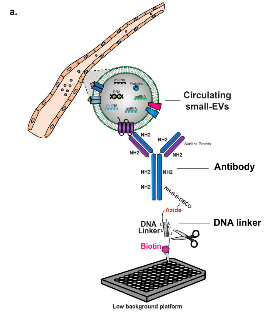 Extracellular Vesicle Capture
