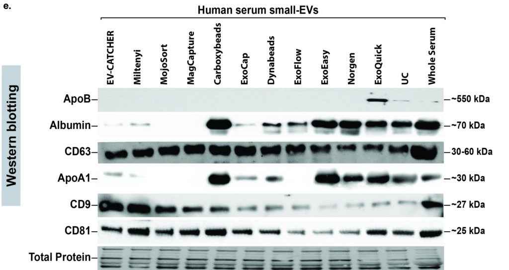 Western Blotting